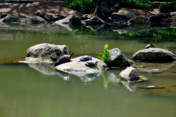 A pond with some turtles